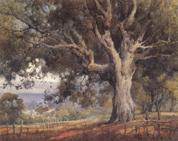 unknow artist Oak Tree oil painting image